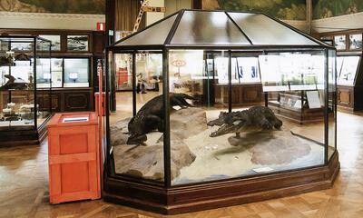 Museum voor Midden-Afrika, Zaal 16 en de vitrinekast met twee krokodillen